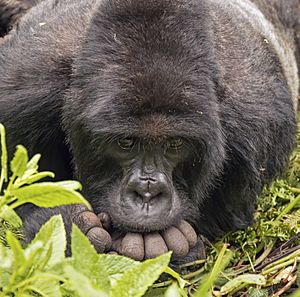 Mountain gorilla (Gorilla beringei beringei) male head in hands