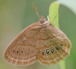Neonympha mitchellii francisci individual cropped.png