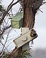 Neophema chrysogaster Nesting Box - Melaleuca