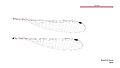 Neosticta fraseri male wings (34787344116)
