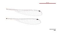 Neosticta fraseri male wings (34787344116)