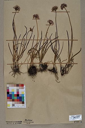 Herbarium specimen of "Allium lineare"