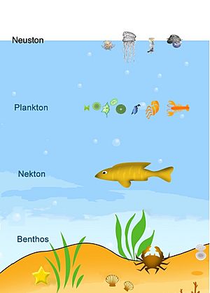 Neuston, Plankton, Nekton, Benthos