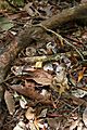 Noisy Pitta anvil
