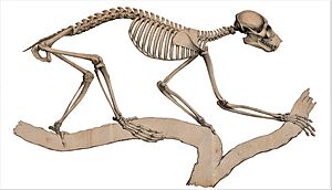 Nycticebus coucang coucang - skeleton
