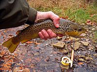 Oatka Creek brown trout