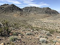 Desert landscape with small rocky mountains and cacti and shrubs