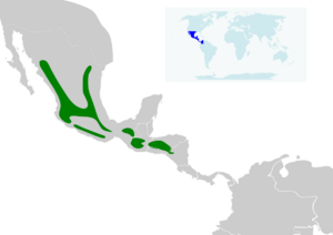 Oreothlypis superciliosa map.svg