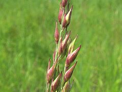 Panicum virgatum fruit
