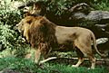 Panthera leo persica male