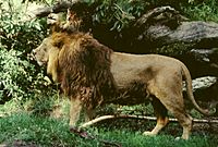 Panthera leo persica male
