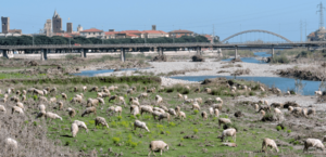 Pecore al pascolo nel greto dal Centa