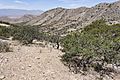 Peloncillo Mountains - Flickr - aspidoscelis