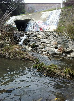 Permanente Creek Diversion Channel fish barrier at confluence with Stevens Creek 2013
