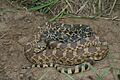 Pituophis catenifer sayi 007