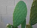 Prickly Pear 5