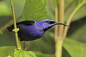 Purple honey creeper (Cyanerpes caeruleus longirostris) male.jpg
