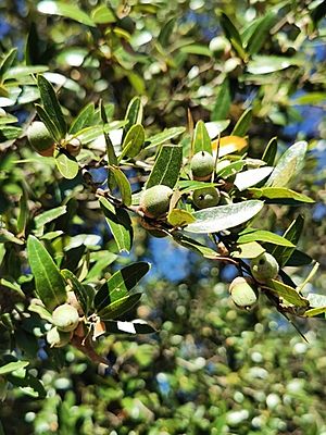 Quercus Eduardii.jpg