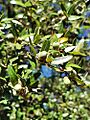 Quercus Eduardii