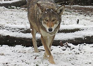 Red Wolf at Henson Robinson Zoo