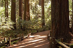 Redwood Forest Trail (2448584114)