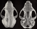 Revision of the skunks of the genus Chincha (1901) pl. 5 M. m. mephitis