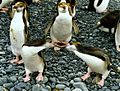 Royal penguins arguing