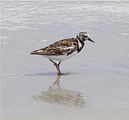 Ruddy turnstone