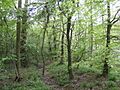 Salcey Forest in mid-spring - geograph.org.uk - 422628