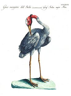 Sarus crane Manetti