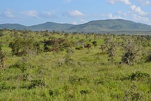 Savanna towards the south-east from the south-west of Taita Hills Game Lodge within the Taita Hills Wildlife Sanctuary in Kenya