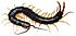 Scolopendra japonica アオズムカデ 大阪府 生駒山産.jpg