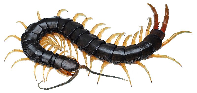Scolopendra japonica アオズムカデ 大阪府 生駒山産