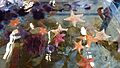 Sea stars and sea urchins at the Ty Warner Sea Center