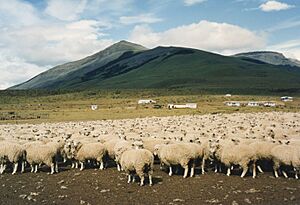Sheep, Torres del Paine