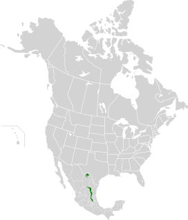 Sierra Madre Oriental Oak-Pine Forests map.svg