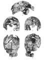Sinanthropus Skull II