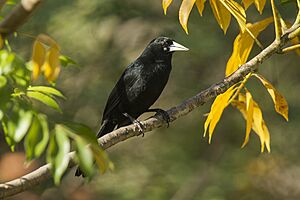 Solitary Cacique - Pantanal - Brazil H8O0547 (23889343835).jpg