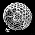 Spherical radiolarian 2
