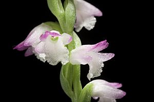 Spiranthes sinensis (Pers.) Ames, Orchidaceae 2 53 (1908) (49402197741).jpg