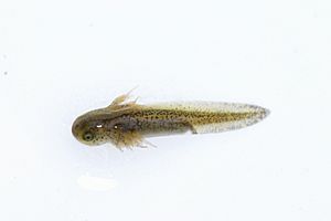 Spotted Salamander (Ambystoma maculatum) Larva