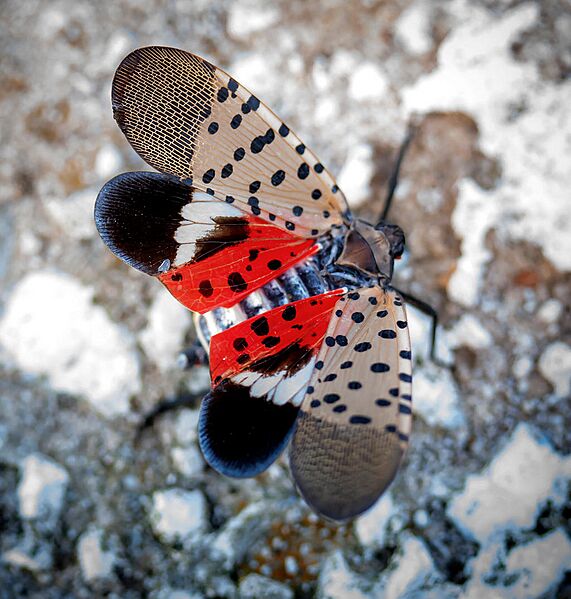 Spotted lanternfly displaying underwing