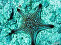 Starfish at Lighthouse site