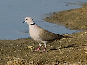 Streptopelia roseogrisea, Waza NP, Cameroon (cropped).jpg