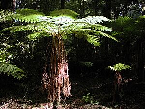 Sunlit tree fern