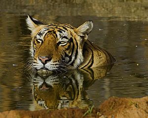 T 17 (Panthera tigris) - Koshyk