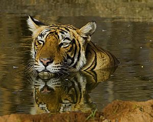 Bengal tiger Facts for Kids
