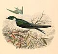 Tachycineta euchrysea sclateri 1894