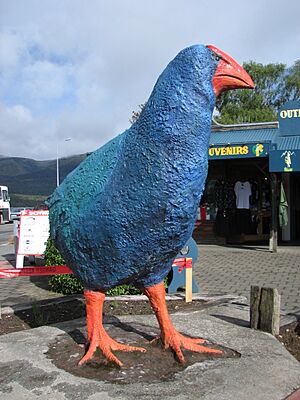 Takahe Te Anau