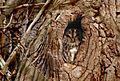 Tawny Owl (Strix aluco), Parc de Woluwé, Bruxelles (23814972790)
